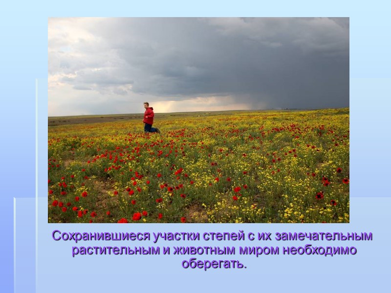 Сохранившиеся участки степей с их замечательным растительным и животным миром необходимо оберегать.